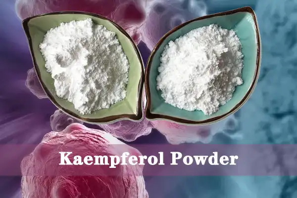 Kaempferol Powder supplier.jpg